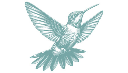 Fototapeta premium hummingbird vector | bird vector | hummingbird illustration | hummingbird silhouette | hummingbird tattoo | hummingbird engraving | hummingbird drawing