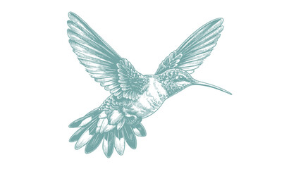 Obraz premium hummingbird vector | bird vector | hummingbird illustration | hummingbird silhouette | hummingbird tattoo | hummingbird engraving | hummingbird drawing