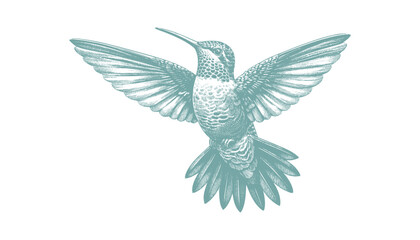 hummingbird vector | bird vector | hummingbird illustration | hummingbird silhouette | hummingbird tattoo | hummingbird engraving | hummingbird drawing