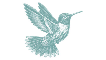 hummingbird vector | bird vector | hummingbird illustration | hummingbird silhouette | hummingbird tattoo | hummingbird engraving | hummingbird drawing