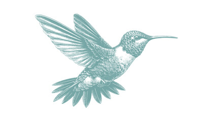 Obraz premium hummingbird vector | bird vector | hummingbird illustration | hummingbird silhouette | hummingbird tattoo | hummingbird engraving | hummingbird drawing