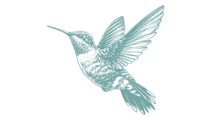 hummingbird vector | bird vector | hummingbird illustration | hummingbird silhouette | hummingbird tattoo | hummingbird engraving | hummingbird drawing