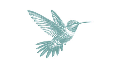 Fototapeta premium hummingbird vector | bird vector | hummingbird illustration | hummingbird silhouette | hummingbird tattoo | hummingbird engraving | hummingbird drawing