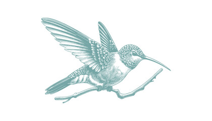 hummingbird vector | bird vector | hummingbird illustration | hummingbird silhouette | hummingbird tattoo | hummingbird engraving | hummingbird drawing