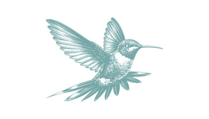 hummingbird vector | bird vector | hummingbird illustration | hummingbird silhouette | hummingbird tattoo | hummingbird engraving | hummingbird drawing