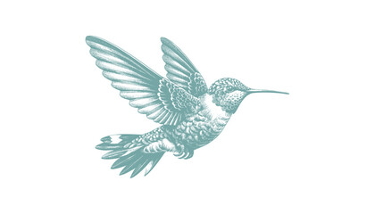Obraz premium hummingbird vector | bird vector | hummingbird illustration | hummingbird silhouette | hummingbird tattoo | hummingbird engraving | hummingbird drawing