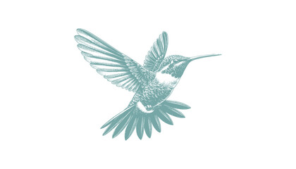 Obraz premium hummingbird vector | bird vector | hummingbird illustration | hummingbird silhouette | hummingbird tattoo | hummingbird engraving | hummingbird drawing