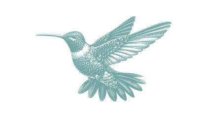 hummingbird vector | bird vector | hummingbird illustration | hummingbird silhouette | hummingbird tattoo | hummingbird engraving | hummingbird drawing