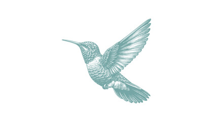 hummingbird vector | bird vector | hummingbird illustration | hummingbird silhouette | hummingbird tattoo | hummingbird engraving | hummingbird drawing