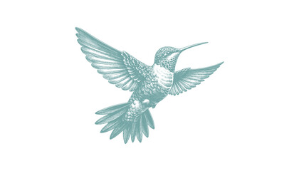 hummingbird vector | bird vector | hummingbird illustration | hummingbird silhouette | hummingbird tattoo | hummingbird engraving | hummingbird drawing