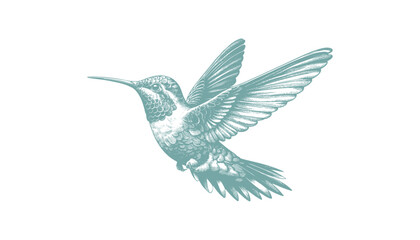 hummingbird vector | bird vector | hummingbird illustration | hummingbird silhouette | hummingbird tattoo | hummingbird engraving | hummingbird drawing