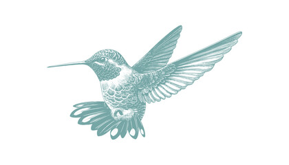hummingbird vector | bird vector | hummingbird illustration | hummingbird silhouette | hummingbird tattoo | hummingbird engraving | hummingbird drawing
