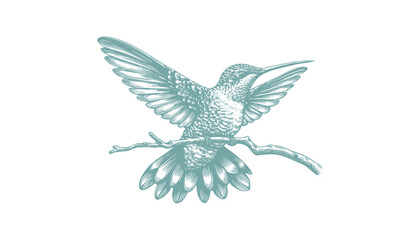 hummingbird vector | bird vector | hummingbird illustration | hummingbird silhouette | hummingbird tattoo | hummingbird engraving | hummingbird drawing
