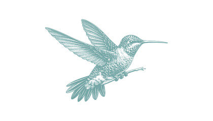 hummingbird vector | bird vector | hummingbird illustration | hummingbird silhouette | hummingbird tattoo | hummingbird engraving | hummingbird drawing