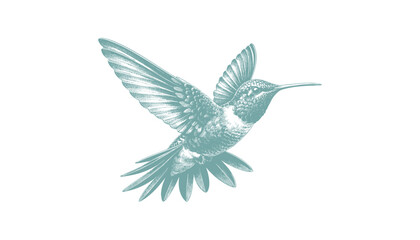 hummingbird vector | bird vector | hummingbird illustration | hummingbird silhouette | hummingbird tattoo | hummingbird engraving | hummingbird drawing