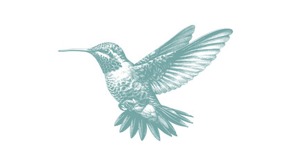 hummingbird vector | bird vector | hummingbird illustration | hummingbird silhouette | hummingbird tattoo | hummingbird engraving | hummingbird drawing