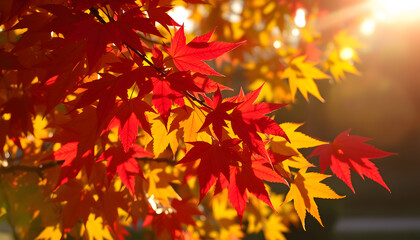 Vibrant autumn leaves glowing in soft, golden sunlight, photo. with white shades