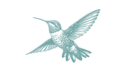 hummingbird vector | bird vector | hummingbird illustration | hummingbird silhouette | hummingbird tattoo | hummingbird engraving | hummingbird drawing