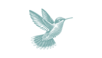 hummingbird vector | bird vector | hummingbird illustration | hummingbird silhouette | hummingbird tattoo | hummingbird engraving | hummingbird drawing