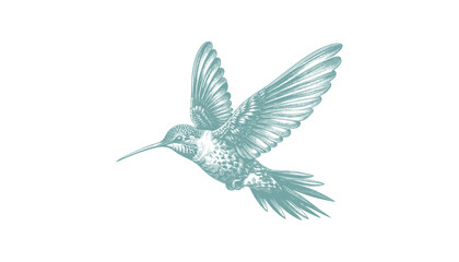 hummingbird vector | bird vector | hummingbird illustration | hummingbird silhouette | hummingbird tattoo | hummingbird engraving | hummingbird drawing