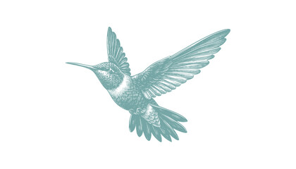 Fototapeta premium hummingbird vector | bird vector | hummingbird illustration | hummingbird silhouette | hummingbird tattoo | hummingbird engraving | hummingbird drawing