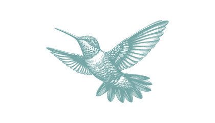 hummingbird vector | bird vector | hummingbird illustration | hummingbird silhouette | hummingbird tattoo | hummingbird engraving | hummingbird drawing