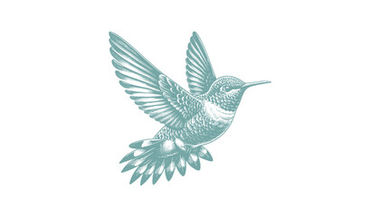 Fototapeta premium hummingbird vector | bird vector | hummingbird illustration | hummingbird silhouette | hummingbird tattoo | hummingbird engraving | hummingbird drawing