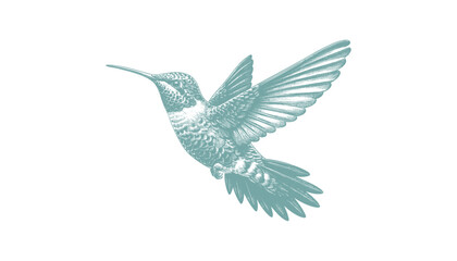 hummingbird vector | bird vector | hummingbird illustration | hummingbird silhouette | hummingbird tattoo | hummingbird engraving | hummingbird drawing