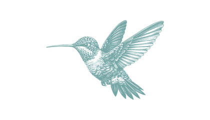 hummingbird vector | bird vector | hummingbird illustration | hummingbird silhouette | hummingbird tattoo | hummingbird engraving | hummingbird drawing