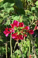 Bougainvillea flowers are in the garden.