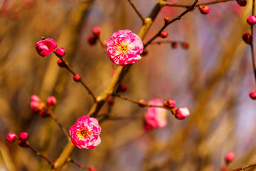 寒い冬に咲き始めた紅梅の花