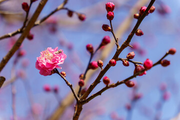 寒い冬に咲き始めた紅梅の花