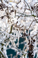 tree branches covered with snow in winter