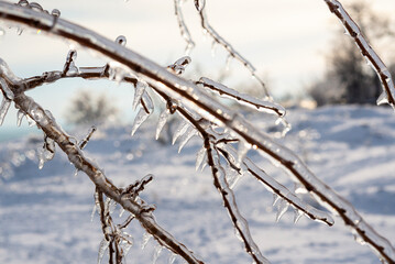 tree branches covered with transparent ice and icicles