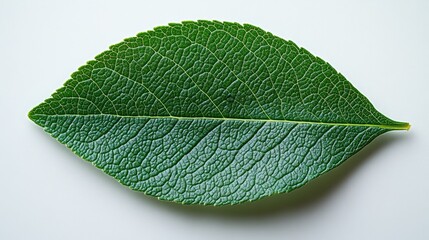A cluster of vibrant green leaves with various shades,
