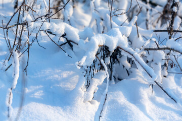 landscape with plant branches in winter