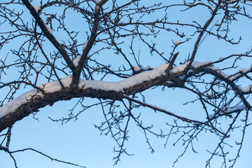tree branches under snow