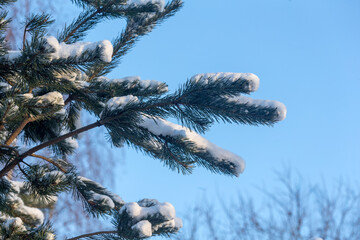 pine branches under snow