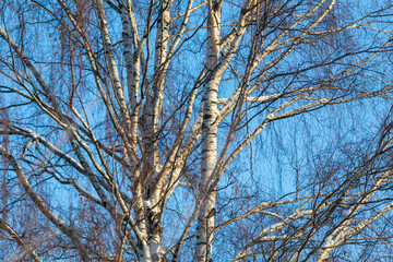 branches under snow in winter