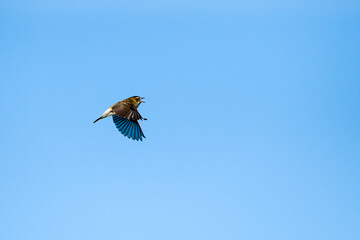 Schilfrohrsänger ( Acrocephalus schoenobaenus ) während der Balz	