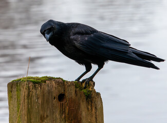 Obraz premium A carrion crow looking at the camera while perched on a wooden post with a lake in the background