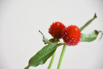 千日紅