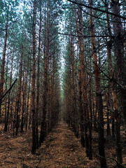 Obraz premium forest in autumn