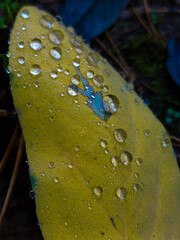 rain drops on a leaf