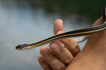Close-up of a Western Terrestrial Garter Snake (Thamnophis elegans) in a person's hand, featuring its black and yellow striped coloration near water.