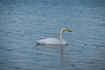 Bortala Sailimu Lake Scenic Area, Xinjiang Uygur Autonomous Region, China