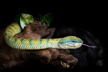 Subannulatus Borneo Viper Snake isolated in a branch of tree with dark or bright background 