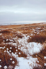  Snowfield, Grass, Plants, Winter, Snowscape, Field, Snow-covered, Nature, Scenery, Snow grass 