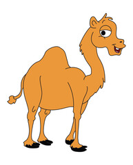 Camel smiling isolated on white background