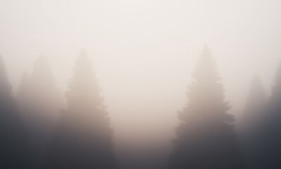 Misty morning in a dense evergreen forest
